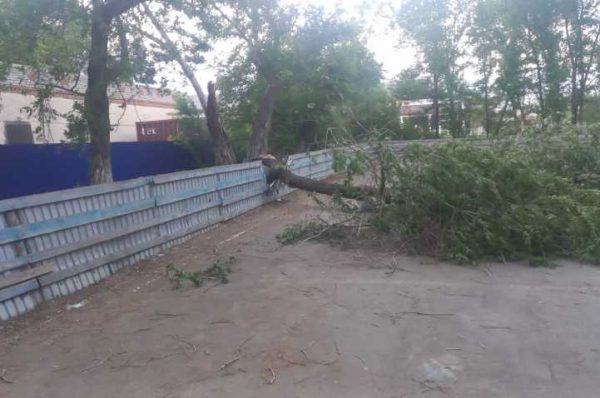 Дерево упало на мальчика в Костанайской области