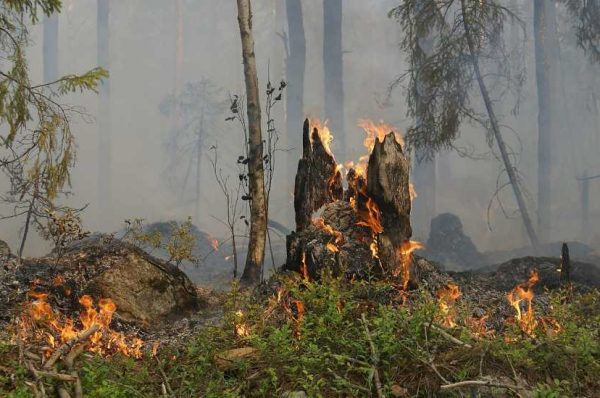 В лесах высокая пожарная опасность: ДЧС Костанайской области