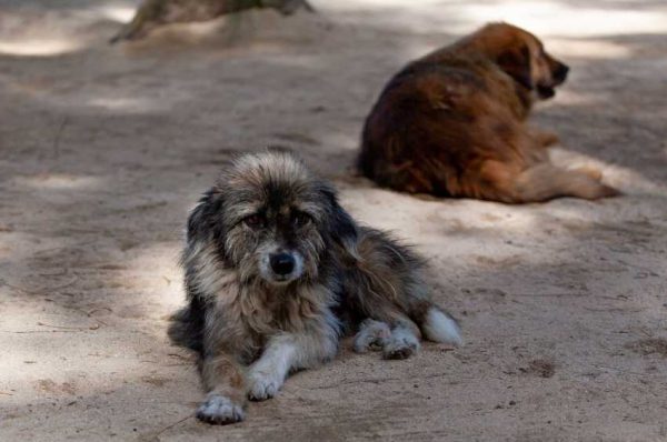 Старые, лишенные возможности жить полноценной жизнью собаки, могут быть гуманно убиты решением веткомиссии — эксперт