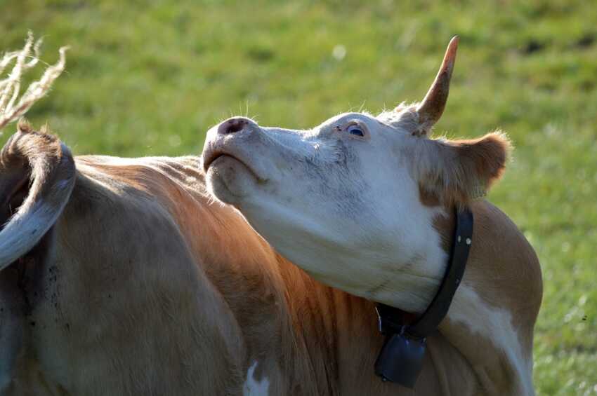 Фотография для новости Несуществующий скот прививали в Костанайской области - прокуратура
