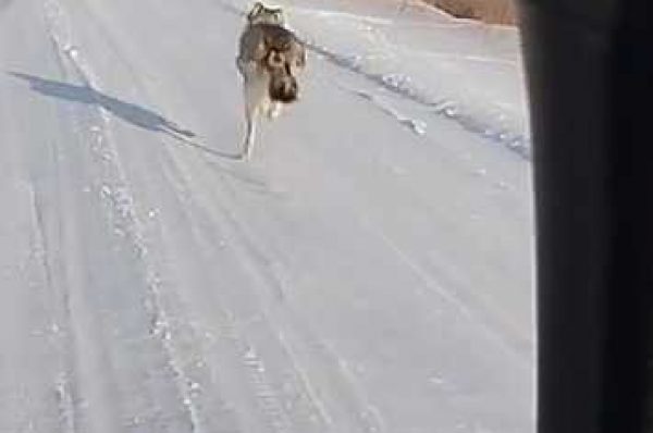 Волка пытался догнать и обогнать на заснеженной дороге костанайский автолюбитель