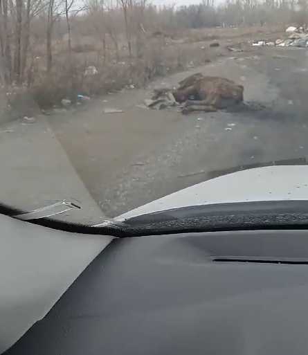 Фотография для новости Горы мусора и труп коровы. Свалка появилась на дороге в Костанае