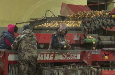 Костанайские производители картофеля торгуют себе в убыток