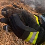 Фотогафия для новости МЧС предупреждает! Не сжигайте сухую траву в ней спят зайчата