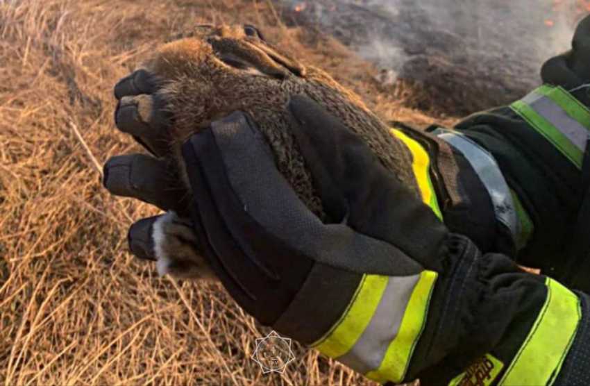 Фотогафия для новости МЧС предупреждает! Не сжигайте сухую траву в ней спят зайчата