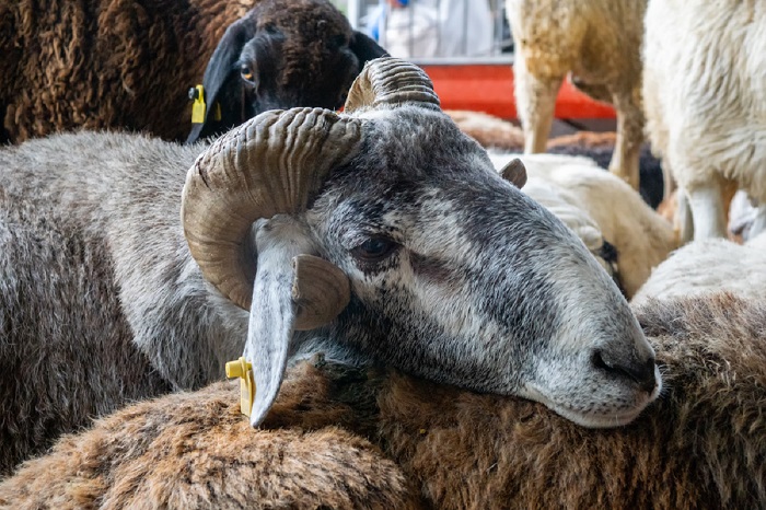 Фотография для новости Сколько стоит купить барана на Курбан айт в Казахстане