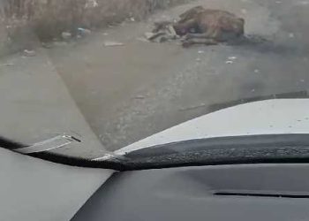 Фотография для новости Горы мусора и труп коровы. Свалка появилась на дороге в Костанае