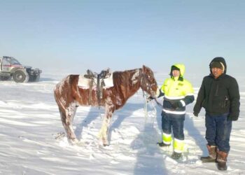 Фотография для новости Пропавшего пастуха ищут в Костанайской области