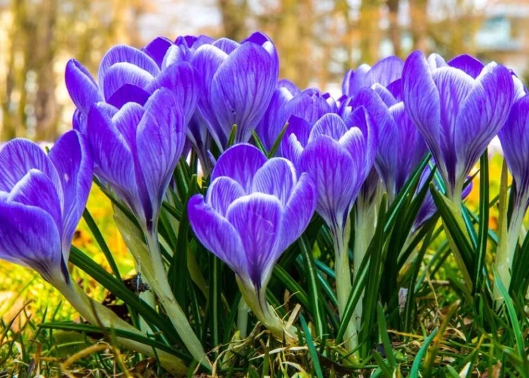 Изображение для новости: Одуванчики, полынь и тюльпаны: за какие цветы в Казахстане грозит штраф до 13 млн тенге