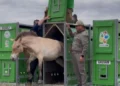 Изображение 2 для В РК привезли ещё восемь лошадей Пржевальского