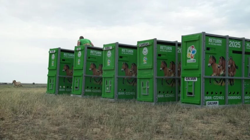 Изображение 1 для В РК привезли ещё восемь лошадей Пржевальского