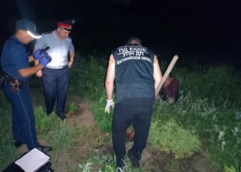 Изображение для новости: Плантацию с кустами каннабиса обнаружили полицейские в Костанайской области