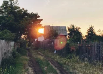 Изображение 1 для Штраф более полумиллиона тенге. Кто и где может рубить обычные деревья и кусты в РК