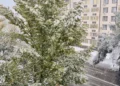 Изображение 6 для Первый снег удивил костанайцев