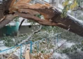 Изображение 6 для Деревья падают под тяжестью снега в Костанае - видео