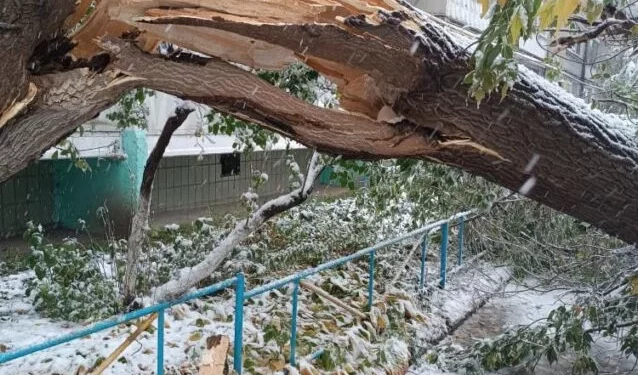 Изображение для новости: Деревья падают под тяжестью снега в Костанае — видео