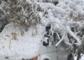 Изображение 4 для В отделе ЖКХ Костаная рассказали, что делать, еcли на авто упало дерево