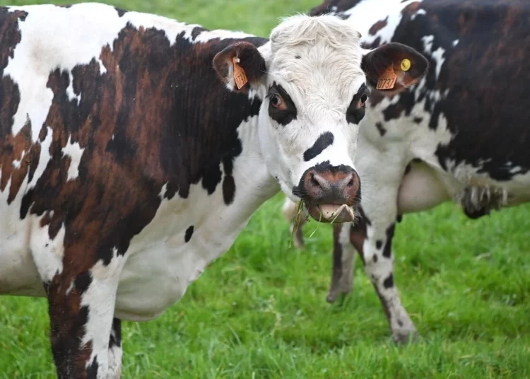 корова,молоко