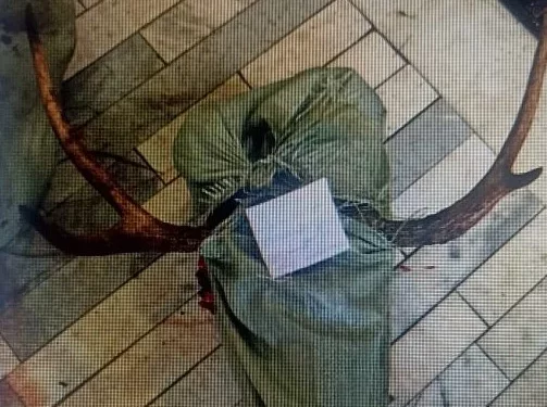 Изображение для новости: Костанае полицейские раскрыли факт незаконной охоты