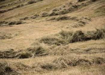 Изображение для новости: Не взяли на работу. В Костанайской области мужчину поджёг скирды сена