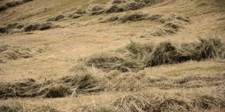 Изображение для новости: Не взяли на работу. В Костанайской области мужчину поджёг скирды сена