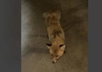 Изображение для новости: Нападение лис на людей в Костанайской области прокомментировали прокуроры