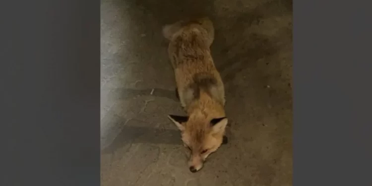 Изображение для новости: Нападение лис на людей в Костанайской области прокомментировали прокуроры