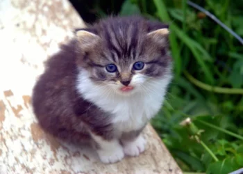 Изображение для новости: В Костанайской области запустили телеграм-бот «Найди друга» для помощи приюту