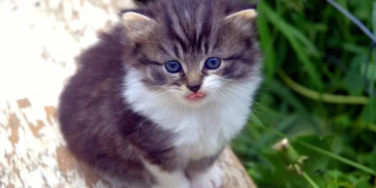 Изображение для новости: В Костанайской области запустили телеграм-бот «Найди друга» для помощи приюту