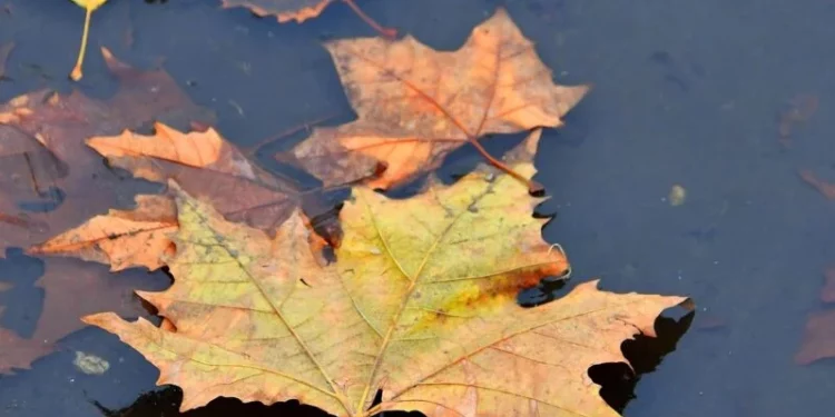 Изображение для новости: Какой будет погода в Костанае и области 26 ноября