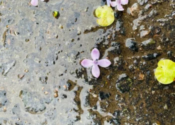 лето,погода