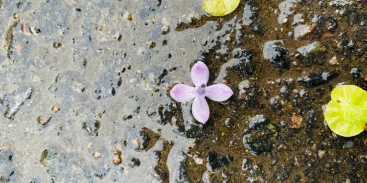 лето,погода