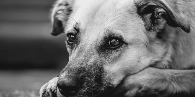 Изображение для новости: В Костанае обострилась проблема бродячих собак: жалобы растут, отлов — только с 2026 года