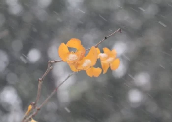 Изображение для новости: Прогноз погоды в Костанае и области 3 декабря