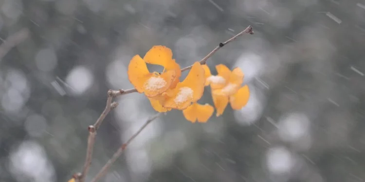 Изображение для новости: Прогноз погоды в Костанае и области 3 декабря