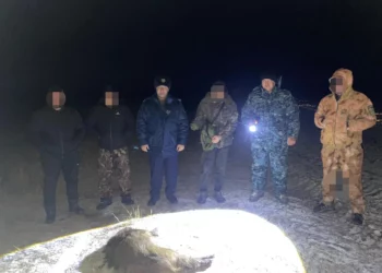 Изображение для новости: Кабан вместо зайца: охота в Костанайской области завершилась уголовным делом