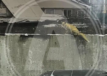 Изображение для новости: Лисы уже в Костанае. Жители многоэтажек боятся выходить на улицу