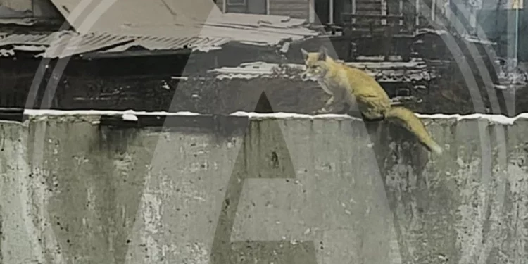 Изображение для новости: Лисы уже в Костанае. Жители многоэтажек боятся выходить на улицу