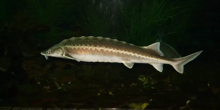 Изображение для новости: Осётр на миллиард: единственная ферма Костанайской области выходит на полную мощность