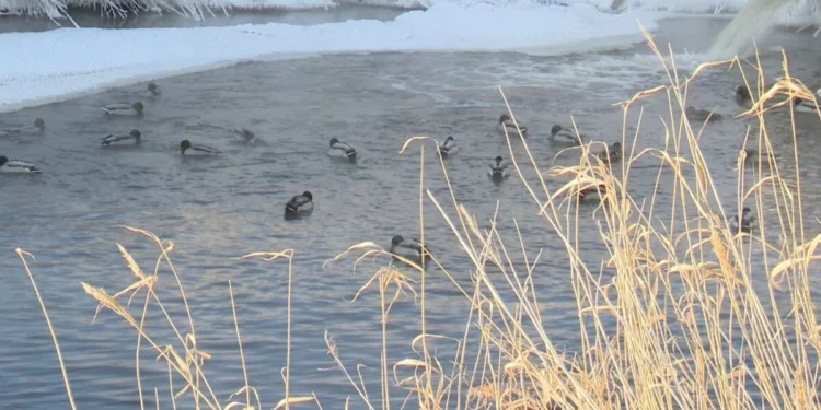 Изображение для новости: Более ста диких уток остались зимовать на Тоболе в Костанае