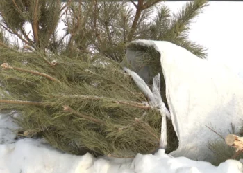Изображение для новости: Куда сдавать новогодние ёлки в Костанае и почему их нельзя выбрасывать во дворах