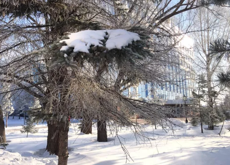 Изображение для новости: Непогода возвращается: метель и морозы в Костанайской области