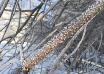 Изображение для новости: Мартовская непогода: дождь со снегом и гололёд в Костанае