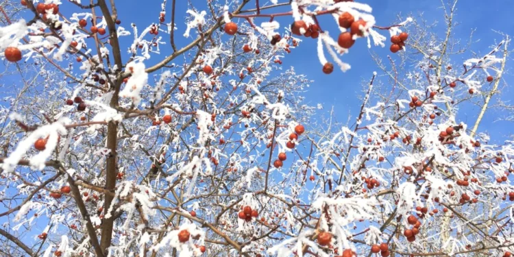 Изображение для новости: До минус 30 градусов: в регионе сохранится морозная погода