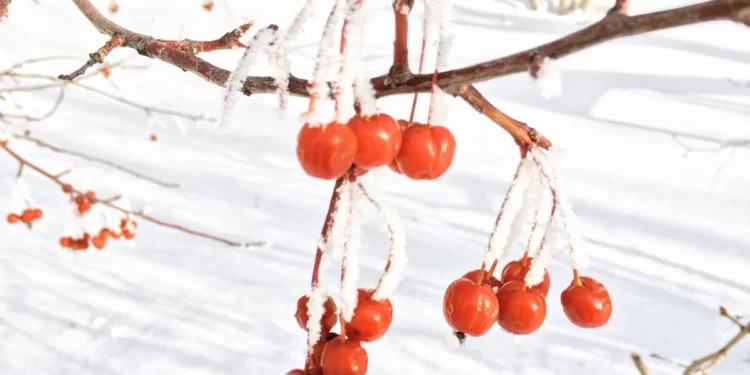 Изображение для новости: Морозный антициклон удержит холод по Казахстану