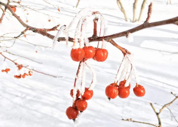 Изображение для новости: Ночью мороз, днём тепло: чем удивит погода жителей области