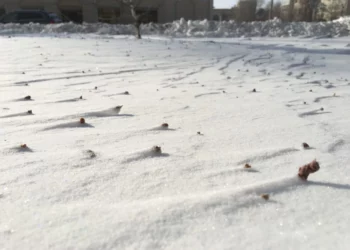 Изображение для новости: Сильный снег и метель накроют область: порывы ветра до 20 м/с