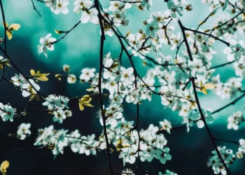 Изображение для новости: Тепло до +32: синоптики рассказали, где в Казахстане испортится погода