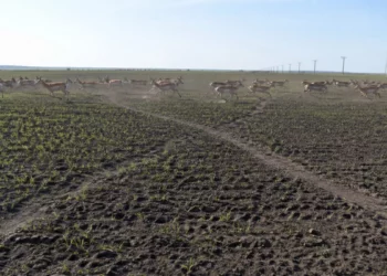 Изображение для новости: Сайгаки уничтожают посевы: фермеры Костанайской области на грани выживания