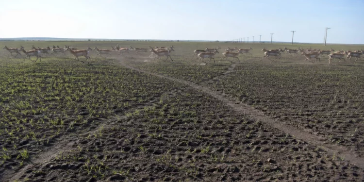 Изображение для новости: Сайгаки уничтожают посевы: фермеры Костанайской области на грани выживания